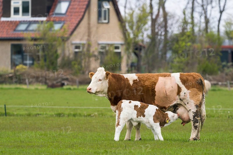 Cow with calf in a meadow near Oudeschild