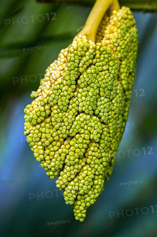 Inflorescence of the Chinese chusan palm