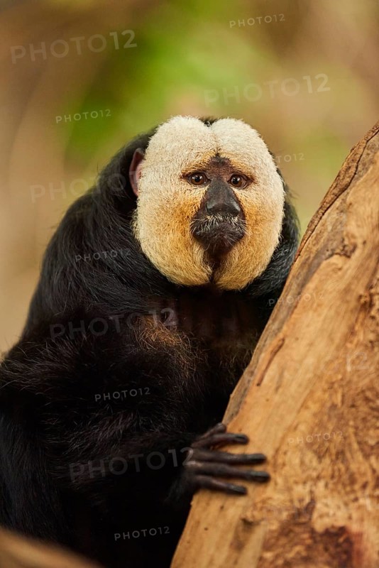 White-faced saki