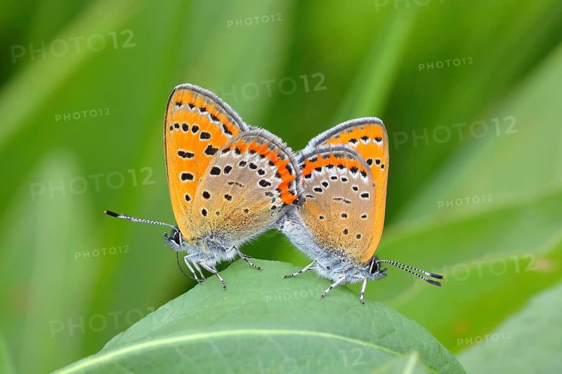 Blue iris fire butterfly