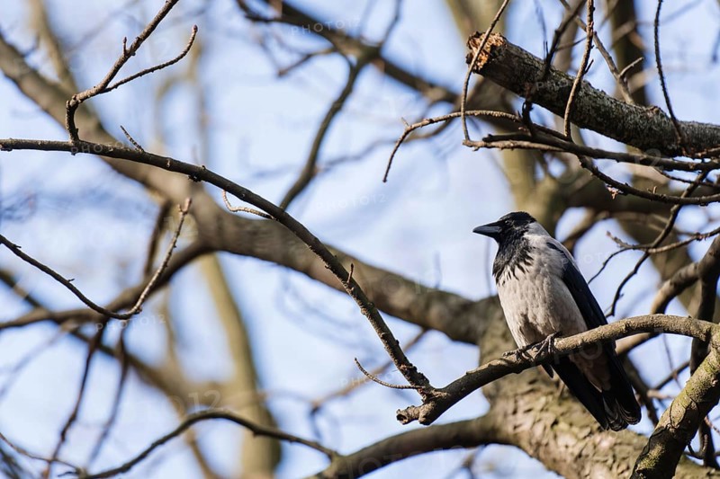 Grey crow