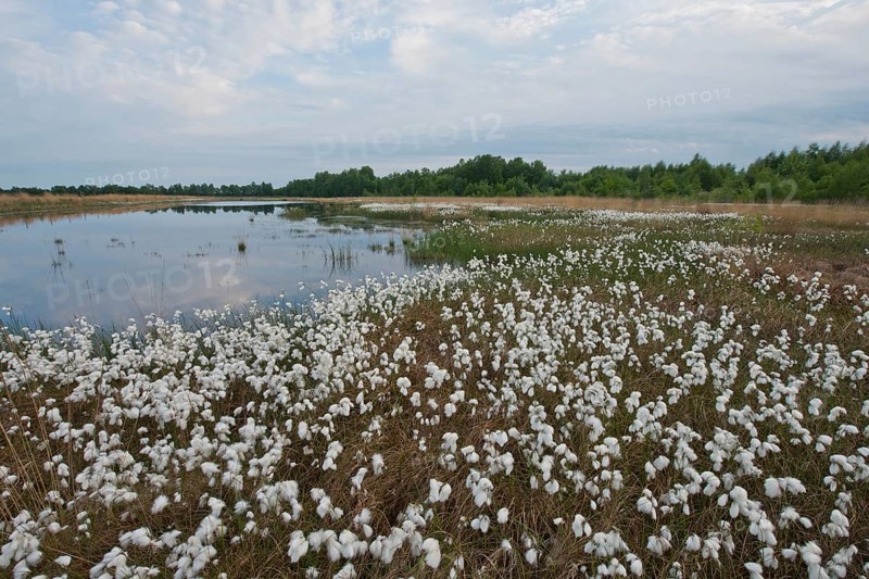Common cottongrass