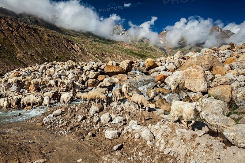 Herd of Pashmina sheep and goats crossing the stream in Himalayas. Lahaul Valley