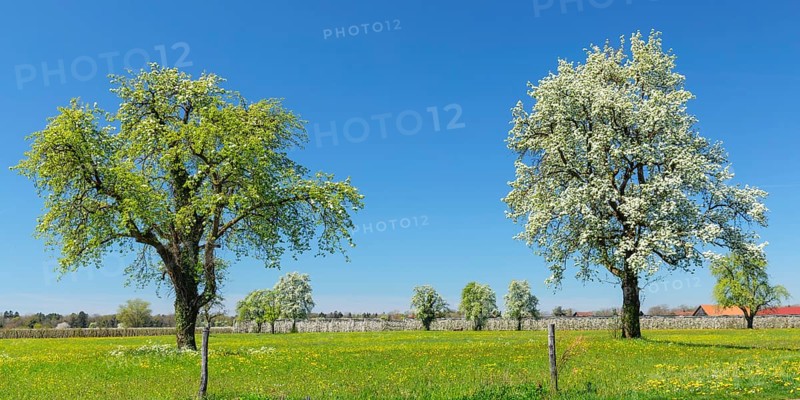 Flowering fruit trees near Kressbronn on Lake Constance