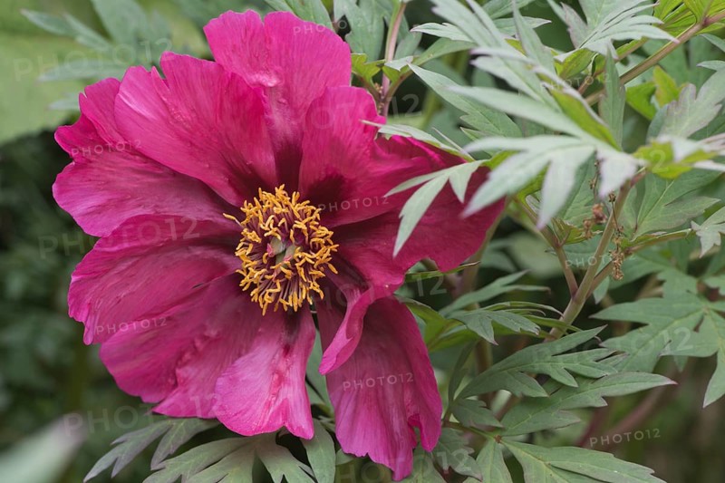 Tree peony