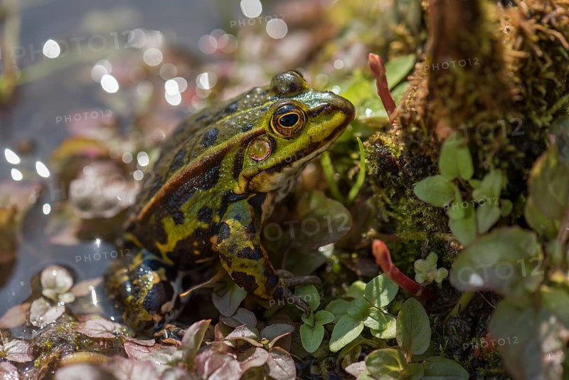 Green frog