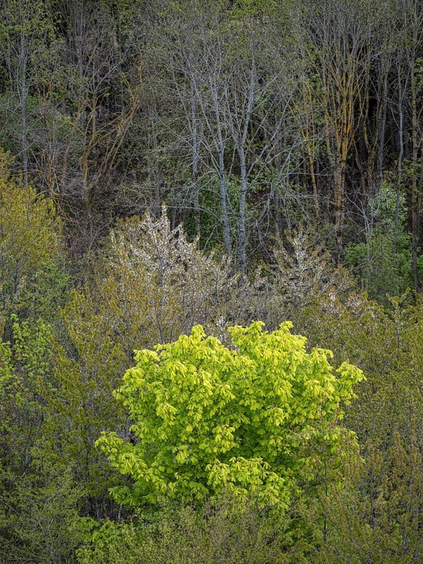 Baeume im Naturpark Schoenbuch bei Herrenberg