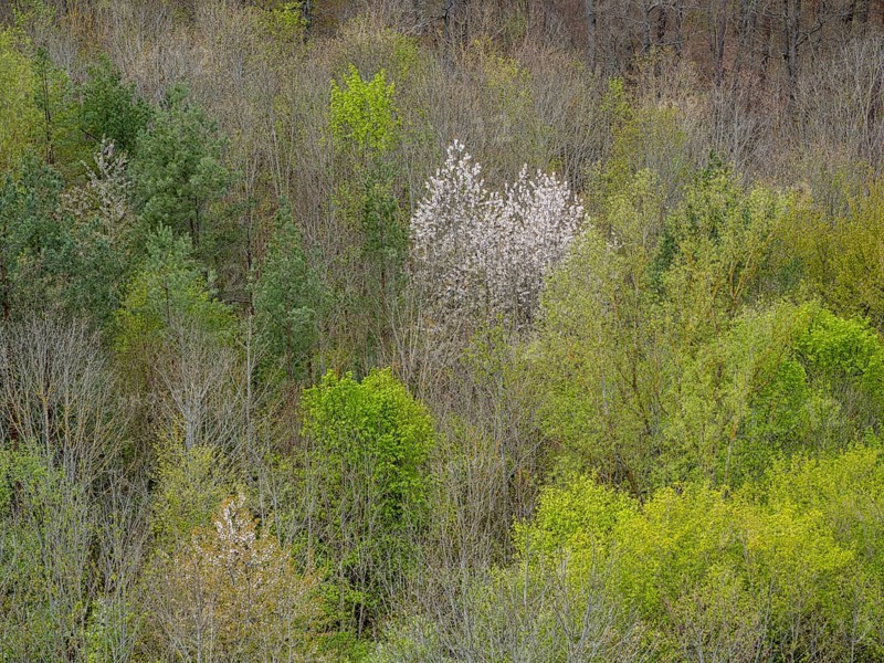 Baeume im Naturpark Schoenbuch bei Herrenberg