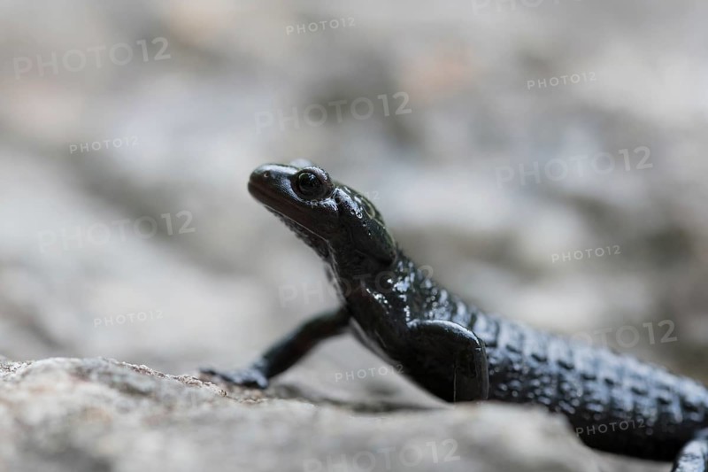 Alpine salamander