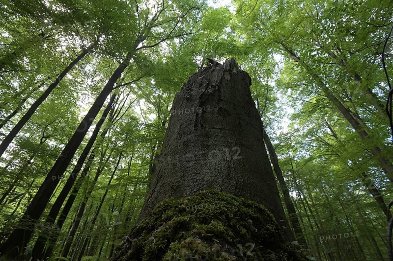The Habichtswald is part of the Osnabrueck Hills