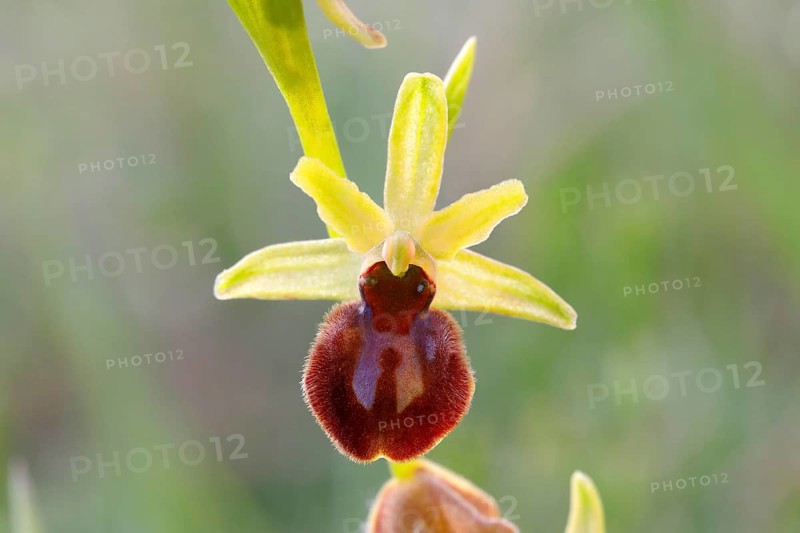 Early spider orchid