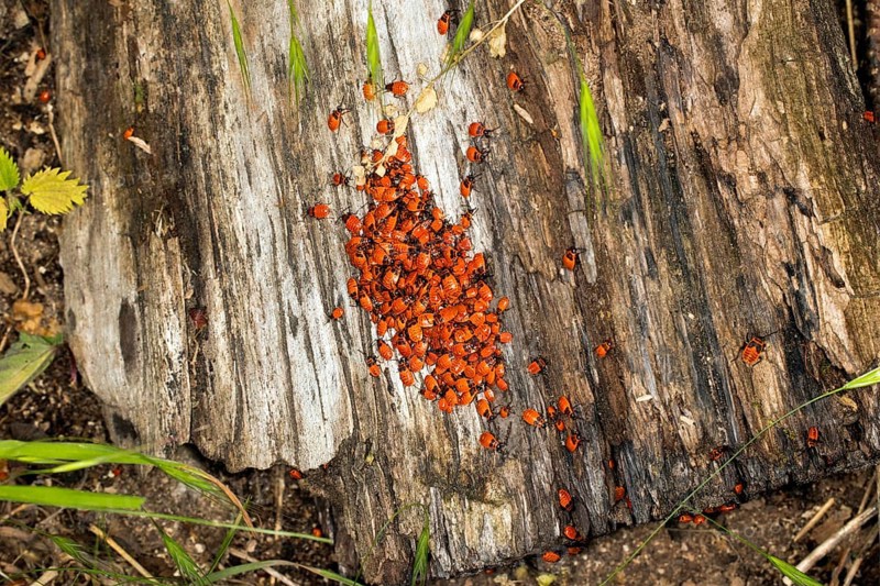 Young fire bugs