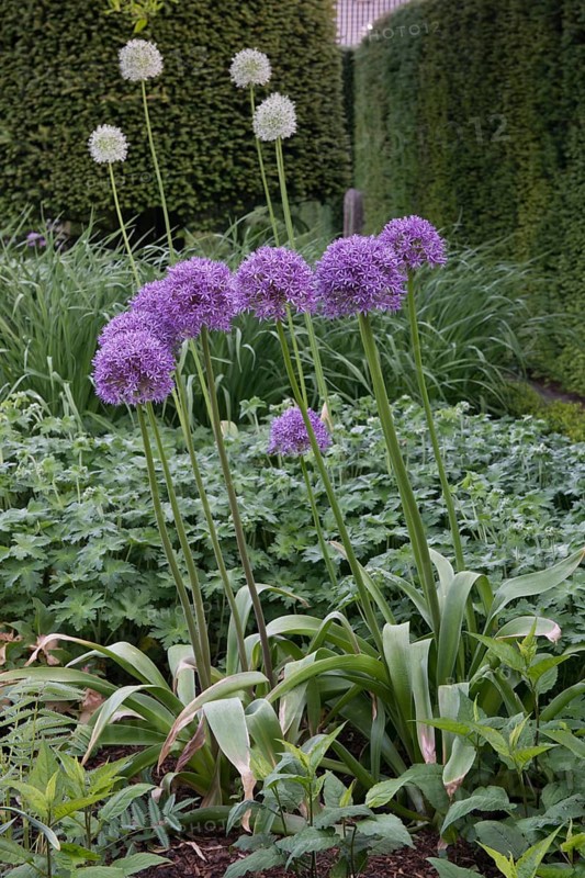Globe leek