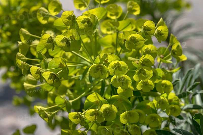 Wood Spurge