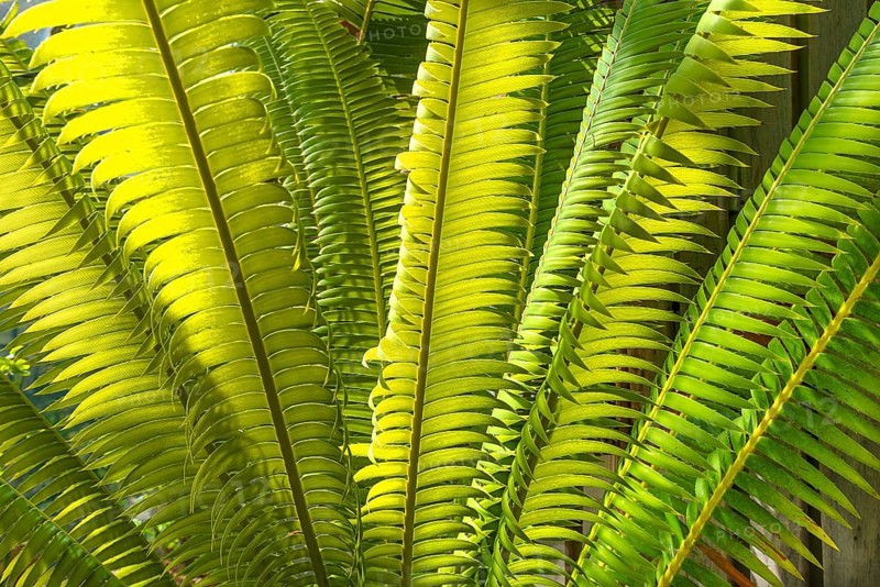Leaves of Mexican Giant Palm Fern