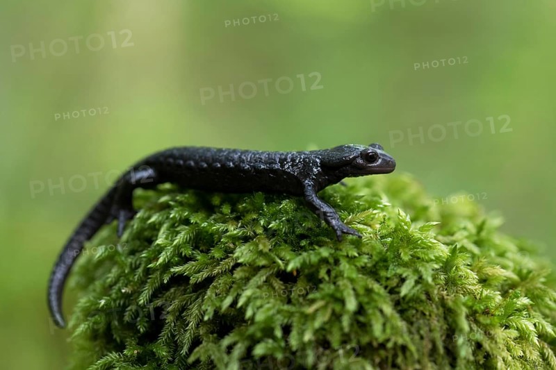 Alpine salamander