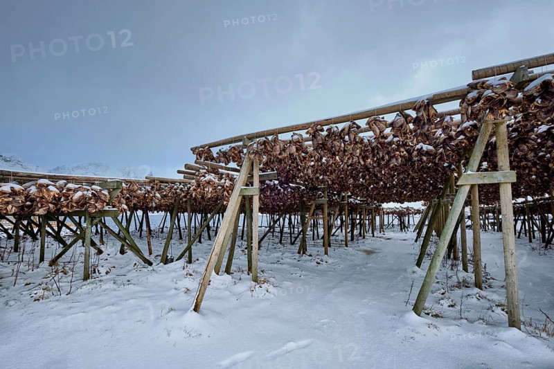 Drying flakes for stockfish cod fish heads in winter. Sakrisoy fishing village