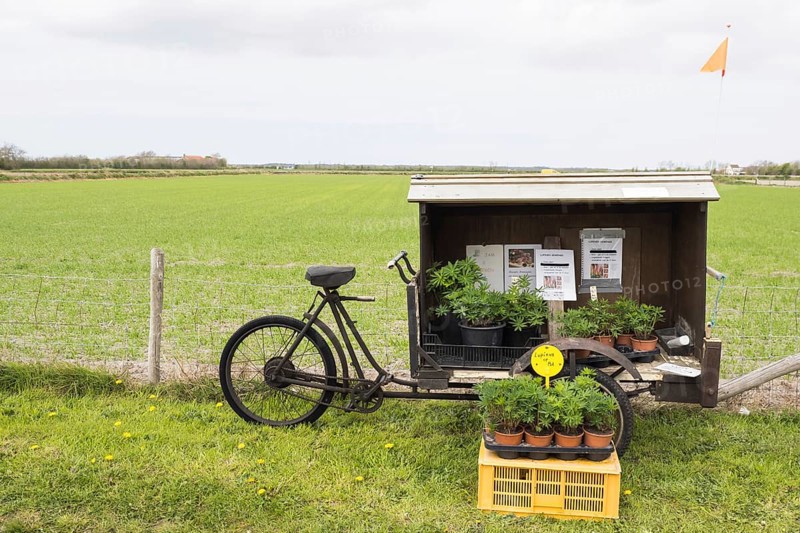 Transport bicycle with lupine stall