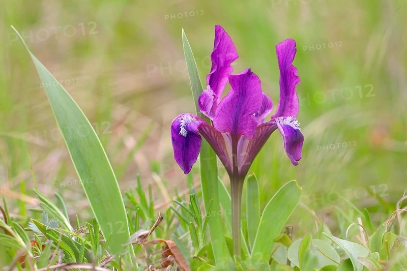 European dwarf iris
