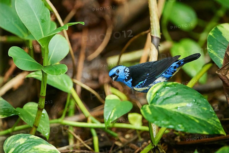 Turquoise tanager