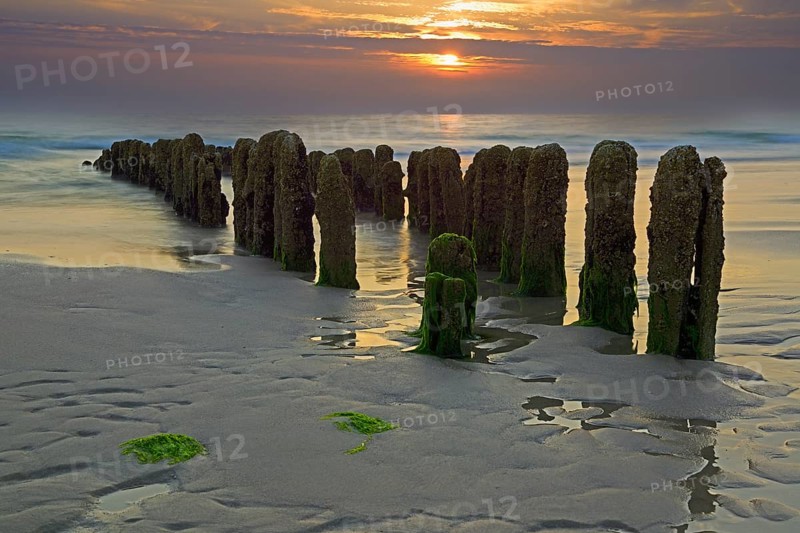 Algae-covered groynes at sunset on the beach of Rantum