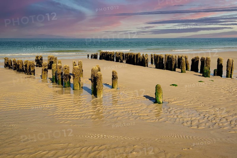 Algae-covered groynes in the evening at low tide