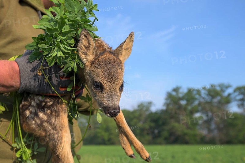 Fawn