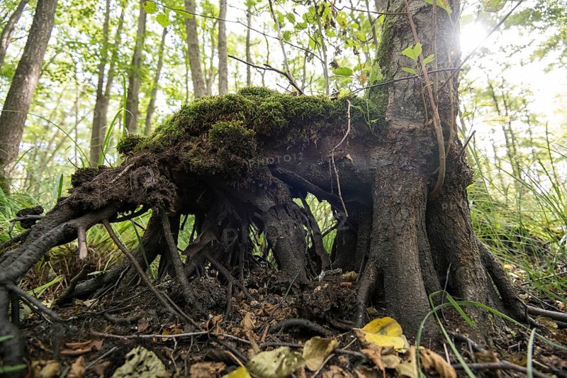 Mixed beech forest