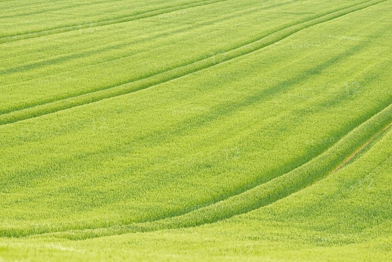View over a grain field