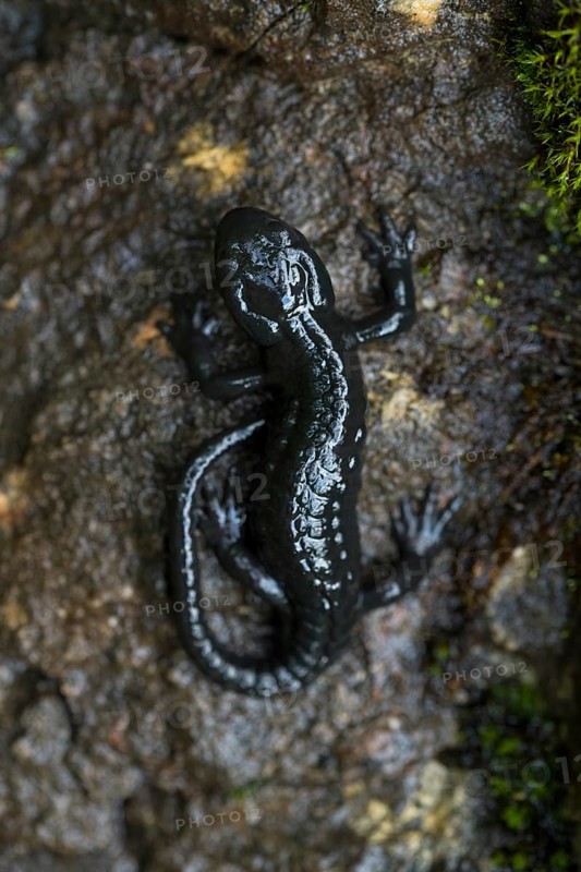 Alpine salamander