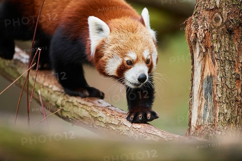 Red panda