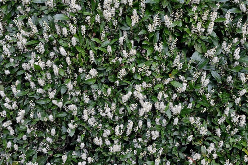 Bluehende Kirschlorbeer-Hecke