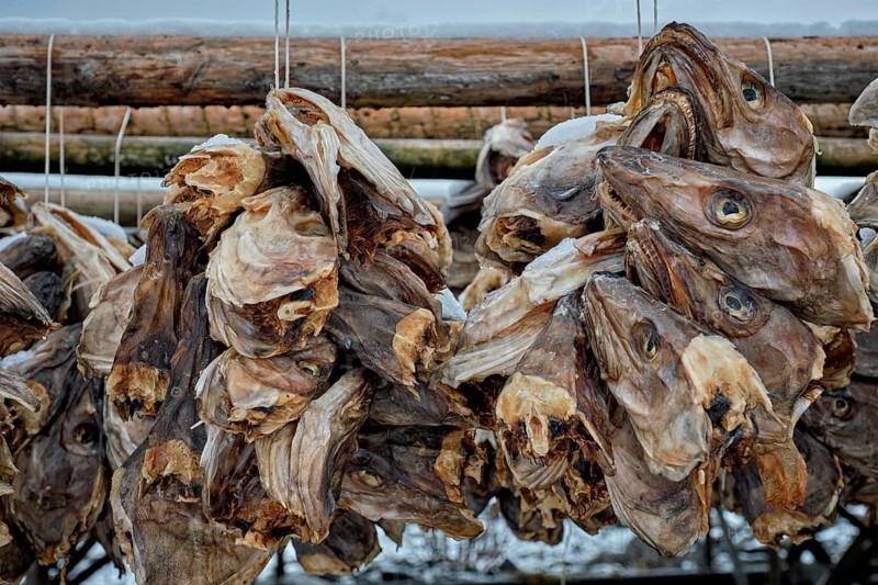 Drying flakes with stockfish cod fish heads in winter. Reine fishing village