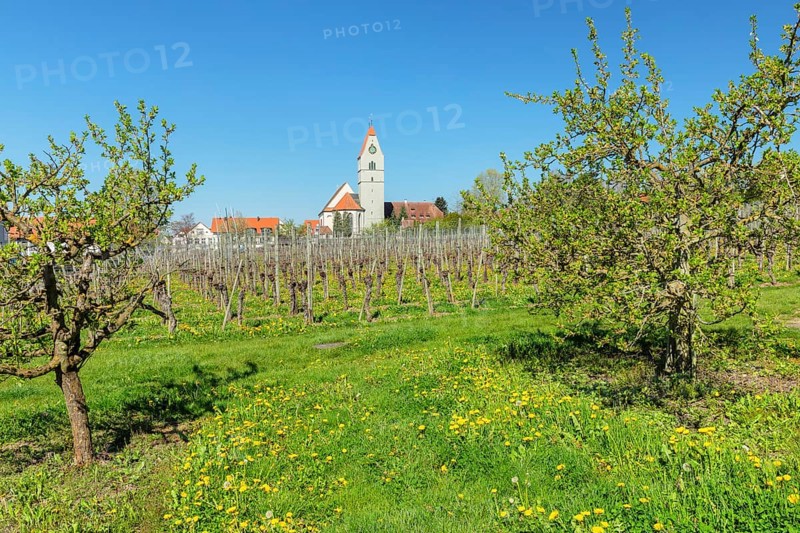 Fruit tree blossom in spring