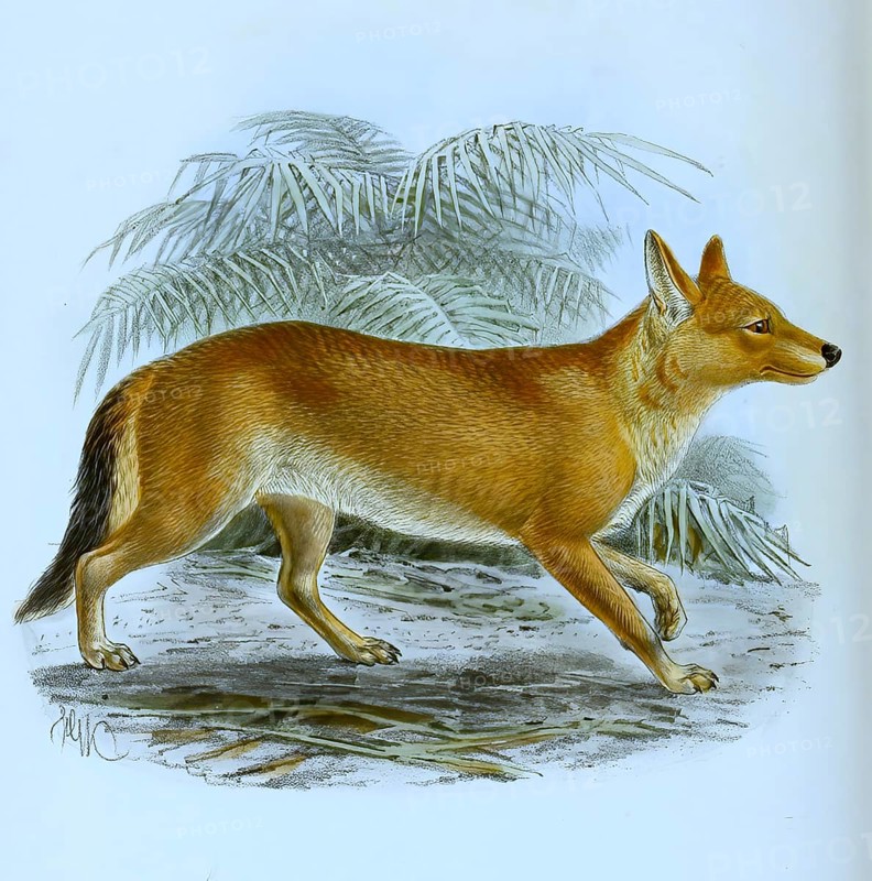 Red dog