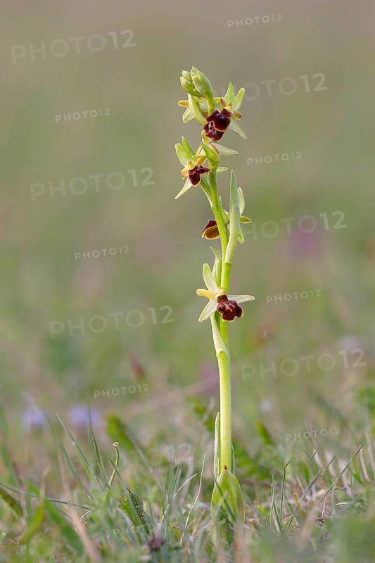 Small spiderwort
