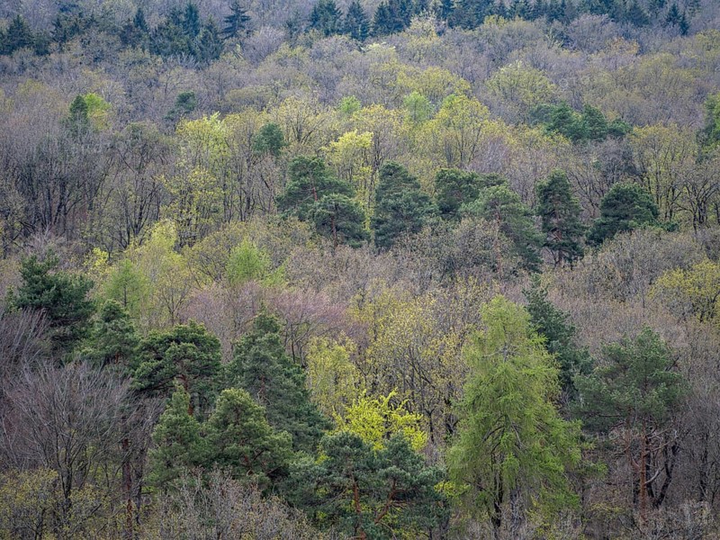 Baeume im Naturpark Schoenbuch bei Herrenberg