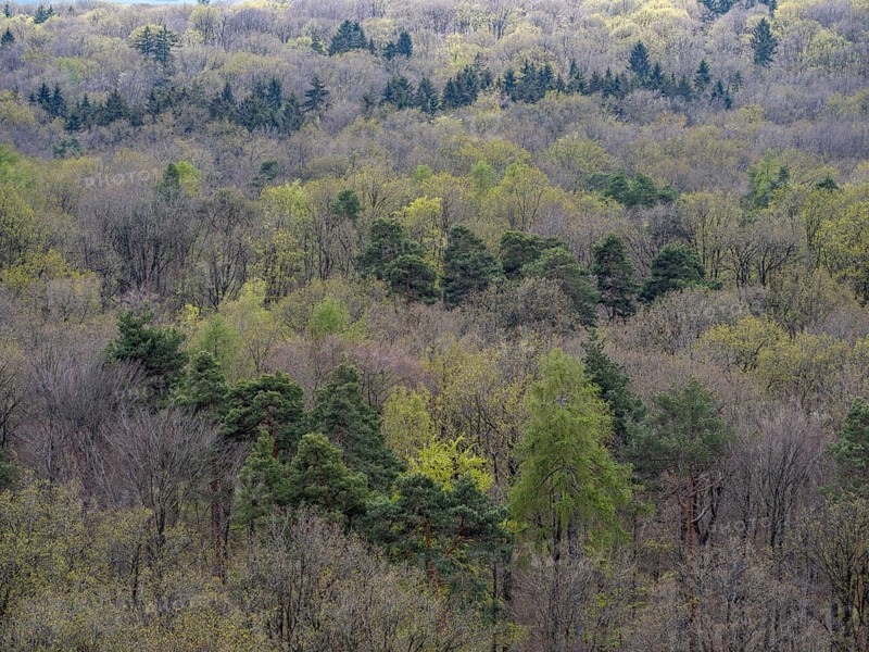 Baeume im Naturpark Schoenbuch bei Herrenberg