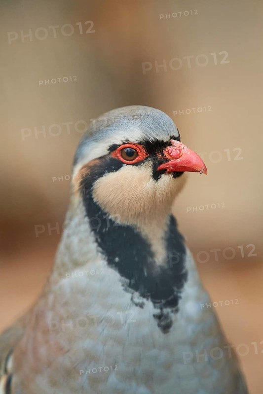 Common rock partridge
