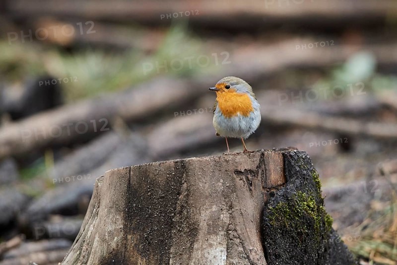 European robin