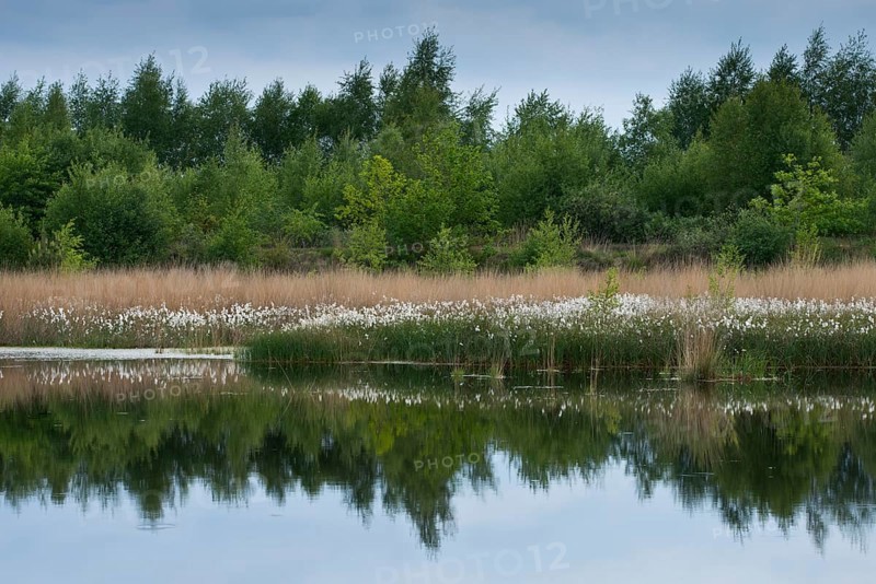Common cottongrass