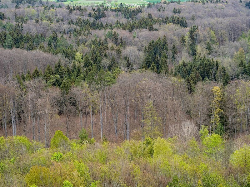 Baeume im Naturpark Schoenbuch bei Herrenberg