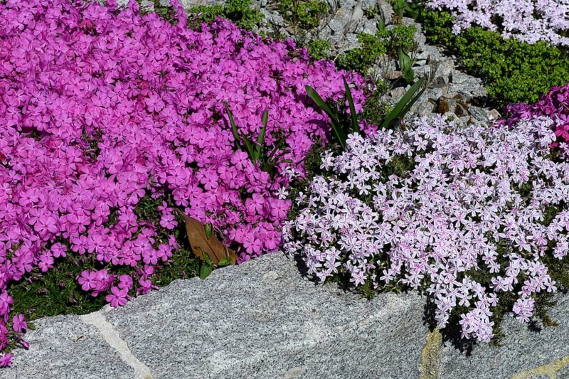 Bluehender Polsterphlox