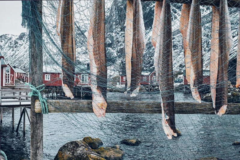 Drying stockfish cod in Nusfjord authentic traditional fishing village with traditional red rorbu houses in winter in Norwegian fjord. Lofoten islands