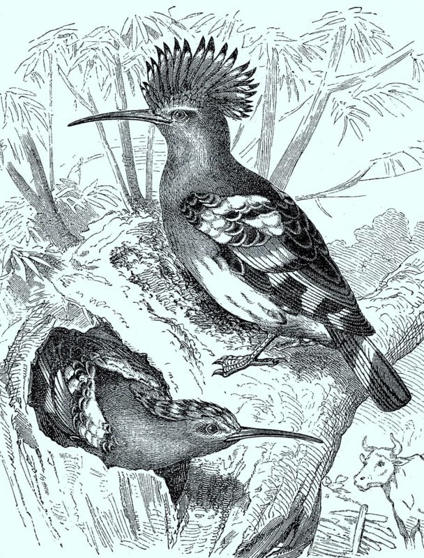 Hoopoe