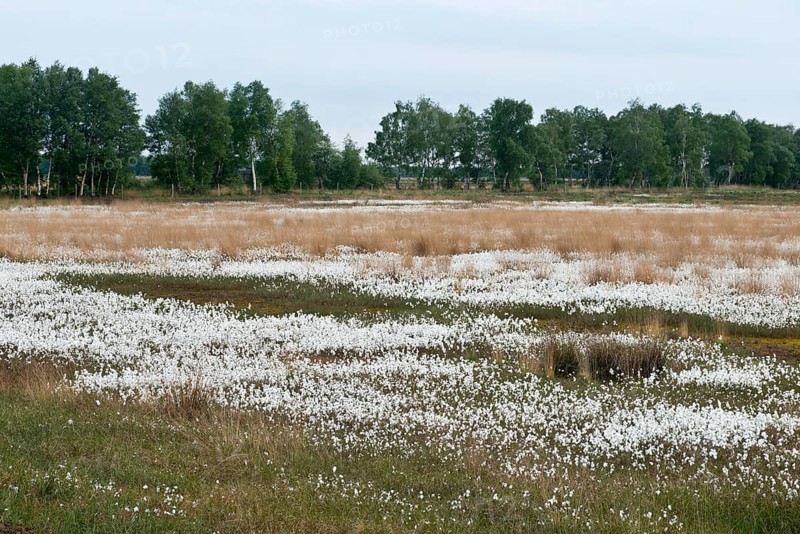 Common cottongrass