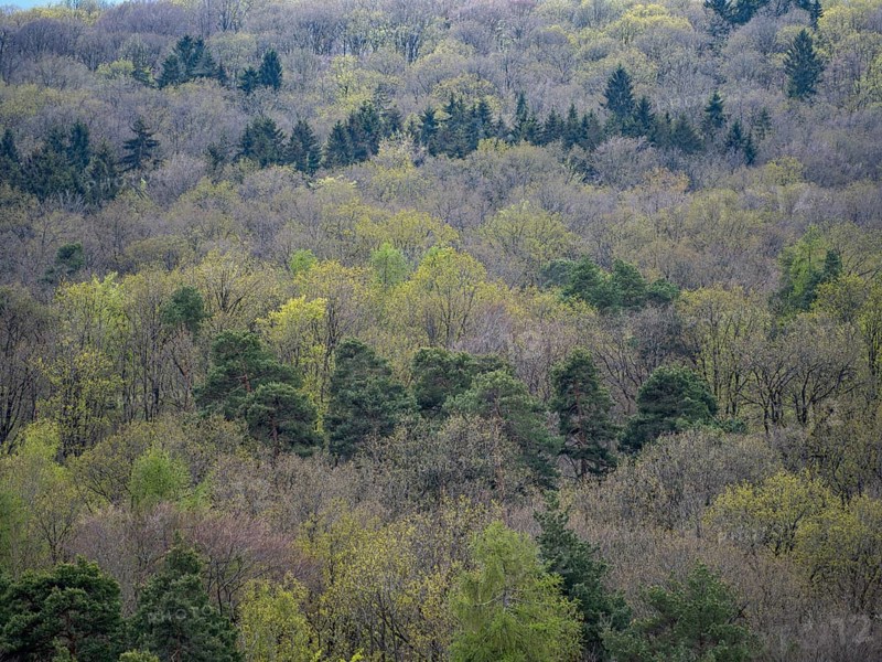 Baeume im Naturpark Schoenbuch bei Herrenberg