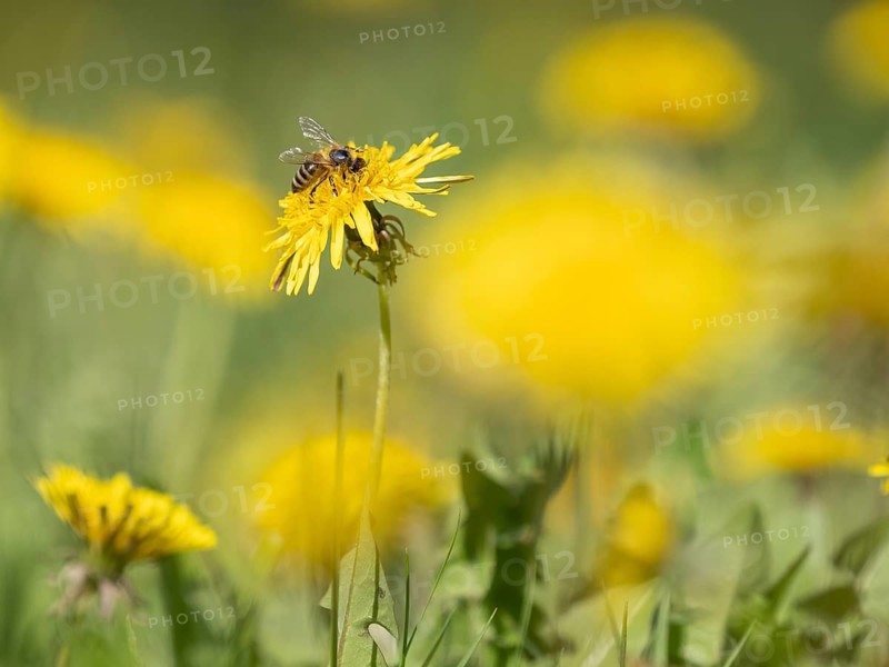 Flowering dandelion