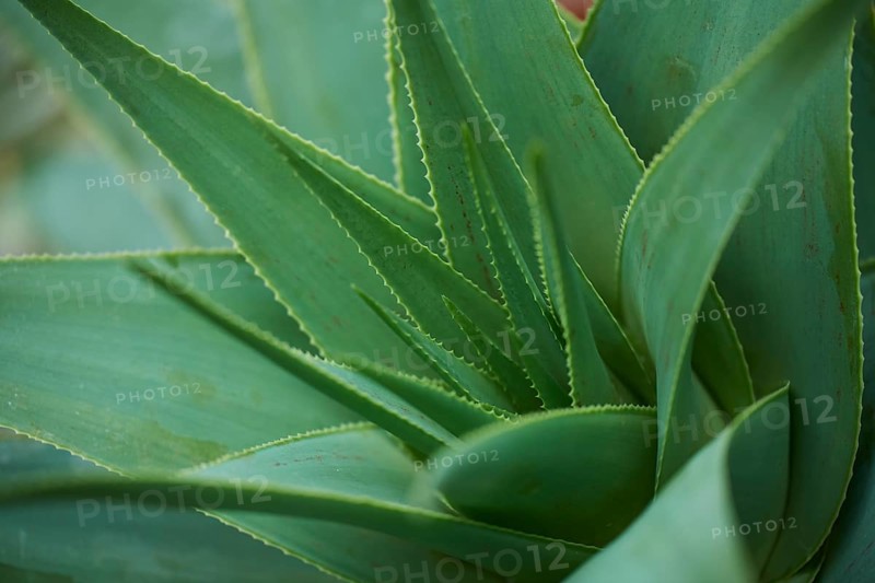 Hard aloe