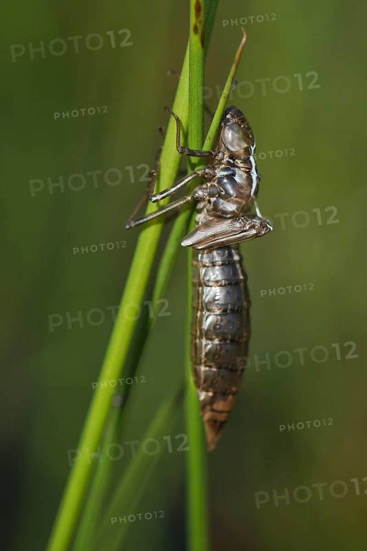 Dragonfly exuvium